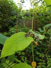 Gonolobus suberosus suberosus