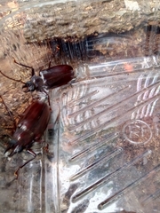 Stenodontes exsertus