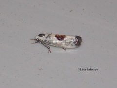 Ethmia submissa