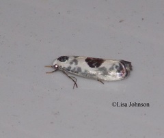 Ethmia submissa