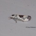 Ethmia submissa - Photo (c) Lisa Johnson, some rights reserved (CC BY-NC), uploaded by Lisa Johnson
