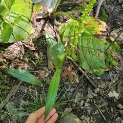 Platanthera flava flava