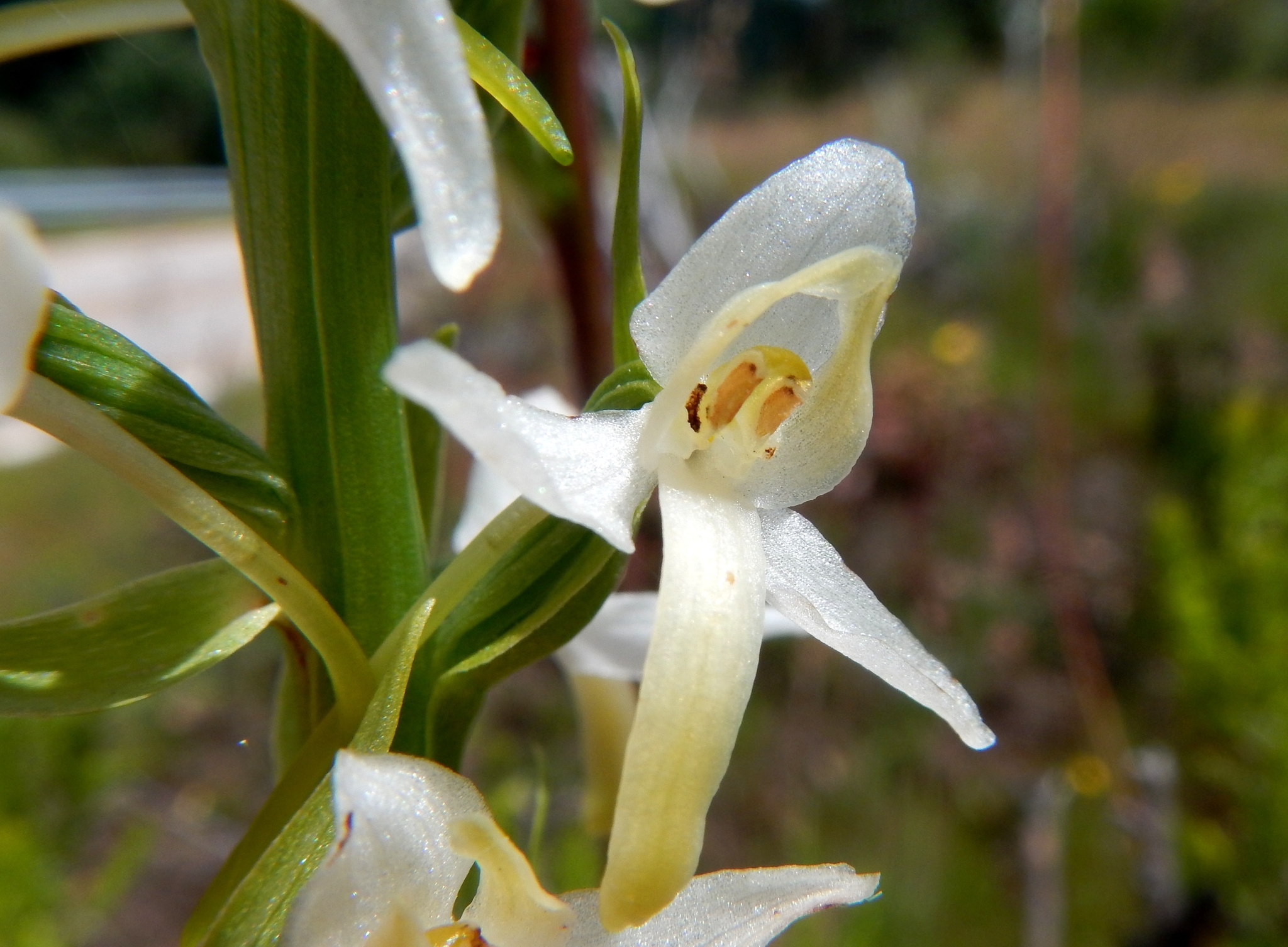 Platanthera