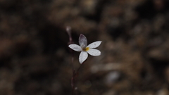 Nemacladus longiflorus