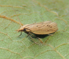 Ematheudes punctella