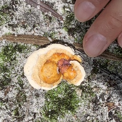 Fungi