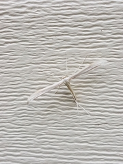 Hellinsia homodactylus