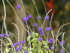 Parides erithalion cauca
