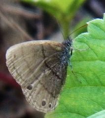 Hermeuptychia sosybius