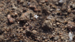 Nemacladus longiflorus