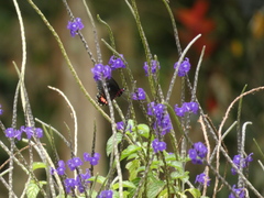 Parides erithalion cauca