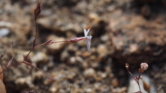 Nemacladus longiflorus