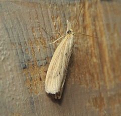 Ematheudes punctella