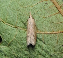 Ematheudes punctella