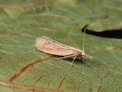 Ematheudes punctella