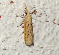 Ematheudes punctella