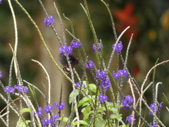 Parides erithalion cauca