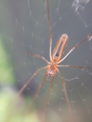 Tetragnatha montana