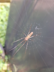 Tetragnatha montana