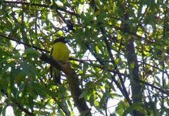 Coccothraustes abeillei