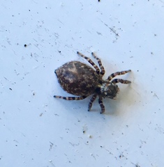Pseudeuophrys erratica