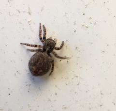 Pseudeuophrys erratica
