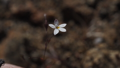 Nemacladus longiflorus