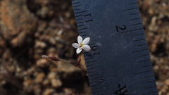 Nemacladus longiflorus