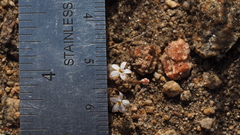 Nemacladus longiflorus