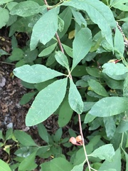 Oemleria cerasiformis