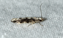 Coleotechnites florae