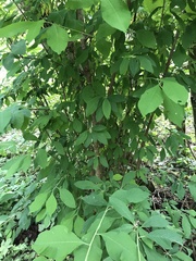 Oemleria cerasiformis