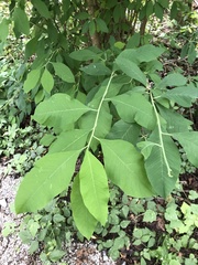 Oemleria cerasiformis