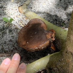 Fungi