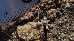 Nemacladus longiflorus