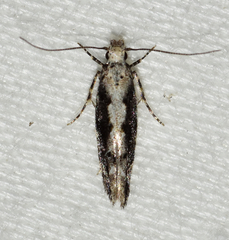 Coleotechnites florae