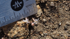 Nemacladus longiflorus