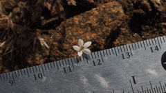 Nemacladus longiflorus