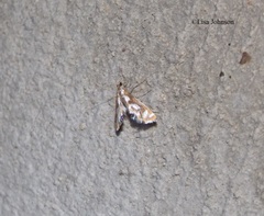 Chrysendeton anicitalis