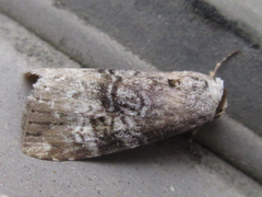 Bryophilina mollicula