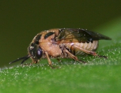 Diprionidae