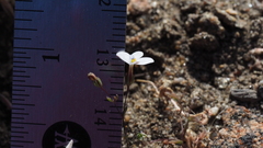 Nemacladus longiflorus