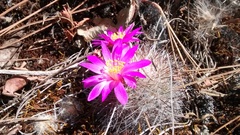 Mammillaria deherdtiana dodsonii