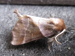 Gonoclostera timoniorum