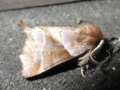 Gonoclostera timoniorum