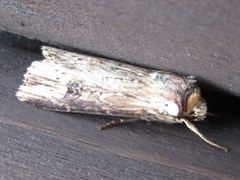 Axylia putris