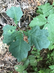 Quercus robur