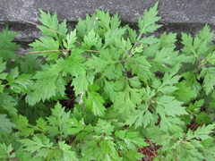 Artemisia princeps