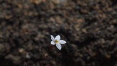 Nemacladus longiflorus