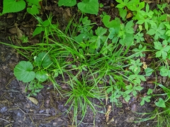 Carex jamesii